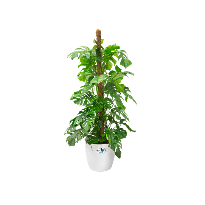 brussels rond wielen 35cm wit